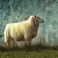 Buy canvas prints of Vintage Sheep by Sharon Lisa Clarke
