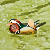 Buy canvas prints of Mandarin duck by Sharon Lisa Clarke
