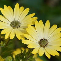 Buy canvas prints of Yellow Cape daisies by Sharon Lisa Clarke