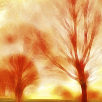 Buy canvas prints of Fire trees by Sharon Lisa Clarke
