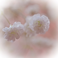 Buy canvas prints of Babys Breath by Sharon Lisa Clarke