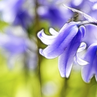 Buy canvas prints of Fractalius bells by Sharon Lisa Clarke