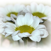 Buy canvas prints of Delicate Daisies by Sharon Lisa Clarke