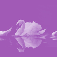 Buy canvas prints of Swans by Sharon Lisa Clarke