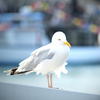 Buy canvas prints of  Seagull by Sharon Lisa Clarke