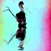 Buy canvas prints of  Neon Pelican by Sharon Lisa Clarke