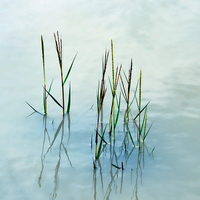 Buy canvas prints of  Water grass by Sharon Lisa Clarke
