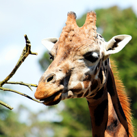 Buy canvas prints of  Just a Giraffe by Sharon Lisa Clarke