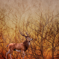 Buy canvas prints of Stag Deer by Sharon Lisa Clarke