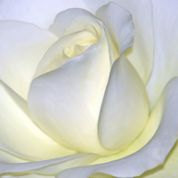 Buy canvas prints of  Purity by Sharon Lisa Clarke