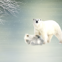 Buy canvas prints of  Arctic Family by Sharon Lisa Clarke