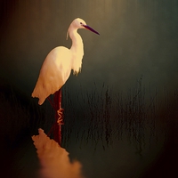 Buy canvas prints of  Midnight Egret by Sharon Lisa Clarke