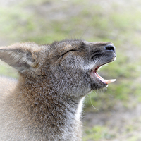 Buy canvas prints of  Wailing Wallaby by Sharon Lisa Clarke