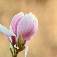 Buy canvas prints of  Pink Magnolia by Sharon Lisa Clarke