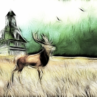 Buy canvas prints of Lone  Elk by Sharon Lisa Clarke