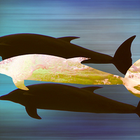 Buy canvas prints of  Dolphin Pod by Sharon Lisa Clarke