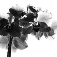 Buy canvas prints of  Orchid in black by Sharon Lisa Clarke
