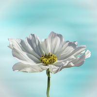 Buy canvas prints of  White Cosmos by Sharon Lisa Clarke