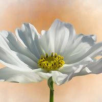 Buy canvas prints of  Pure Cosmos by Sharon Lisa Clarke