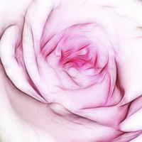 Buy canvas prints of  Fresh Rose by Sharon Lisa Clarke