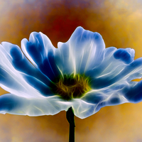 Buy canvas prints of  Blue Cosmos by Sharon Lisa Clarke