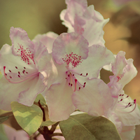 Buy canvas prints of  Pink Rhododendron by Sharon Lisa Clarke
