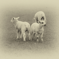 Buy canvas prints of  Three little lambs by Sharon Lisa Clarke