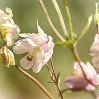 Buy canvas prints of Aquilegia forest by Sharon Lisa Clarke