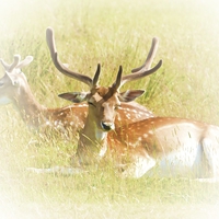 Buy canvas prints of  Deer at rest by Sharon Lisa Clarke