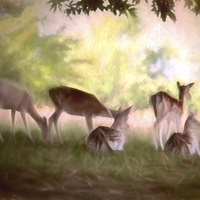 Buy canvas prints of Deer Park by Sharon Lisa Clarke