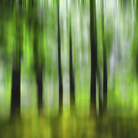Buy canvas prints of  Forest by Sharon Lisa Clarke