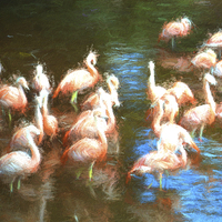 Buy canvas prints of  Flamingo dance by Sharon Lisa Clarke