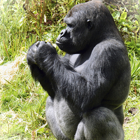 Buy canvas prints of  Curious Gorilla by Sharon Lisa Clarke