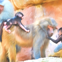 Buy canvas prints of  Baboons by Sharon Lisa Clarke