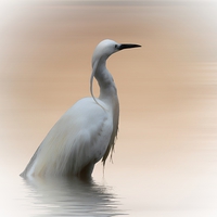 Buy canvas prints of  The Water Bird by Sharon Lisa Clarke