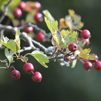 Buy canvas prints of  Autumn berries by Sharon Lisa Clarke