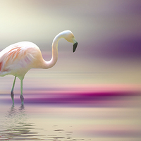 Buy canvas prints of  Flamingo Skies by Sharon Lisa Clarke