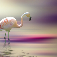 Buy canvas prints of  Flamingo Skies 2 by Sharon Lisa Clarke