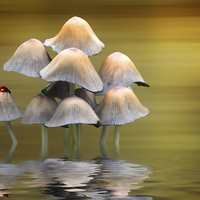Buy canvas prints of  Mushrooms by Sharon Lisa Clarke