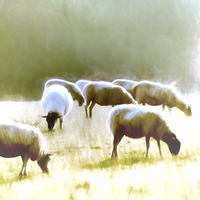 Buy canvas prints of  Grazing by Sharon Lisa Clarke