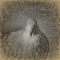 Buy canvas prints of  A little birdie told me sketch by Sharon Lisa Clarke