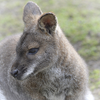 Buy canvas prints of  Wallaby by Sharon Lisa Clarke