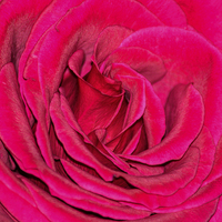 Buy canvas prints of  Crimson rose by Sharon Lisa Clarke