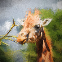 Buy canvas prints of Giraffe Impression by Sharon Lisa Clarke