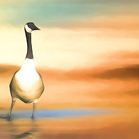Buy canvas prints of Canada Goose by Sharon Lisa Clarke