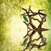 Buy canvas prints of Kingfishers Supper by Sharon Lisa Clarke