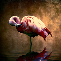 Buy canvas prints of Flamingo Stance 2 by Sharon Lisa Clarke