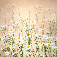 Buy canvas prints of Layered Daisy chains by Sharon Lisa Clarke
