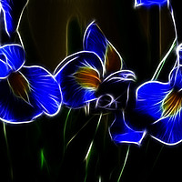 Buy canvas prints of Iris Lights by Sharon Lisa Clarke