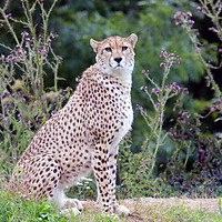 Buy canvas prints of Cheetah by Sharon Lisa Clarke